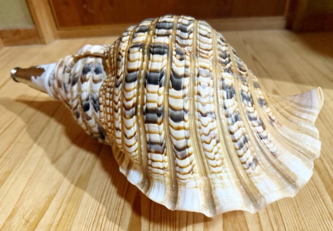 a*0様 希少特大肉厚45㎝修験道法螺貝　山伏　密教　魔除け　熊よけ❣️ほら貝ホ