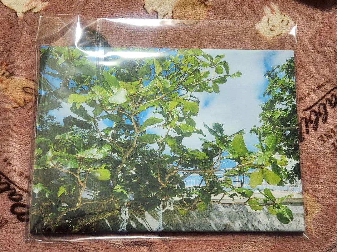 CR Crazy Raccoon ふらんしすこ 写真集 直筆サイン入り - メルカリ