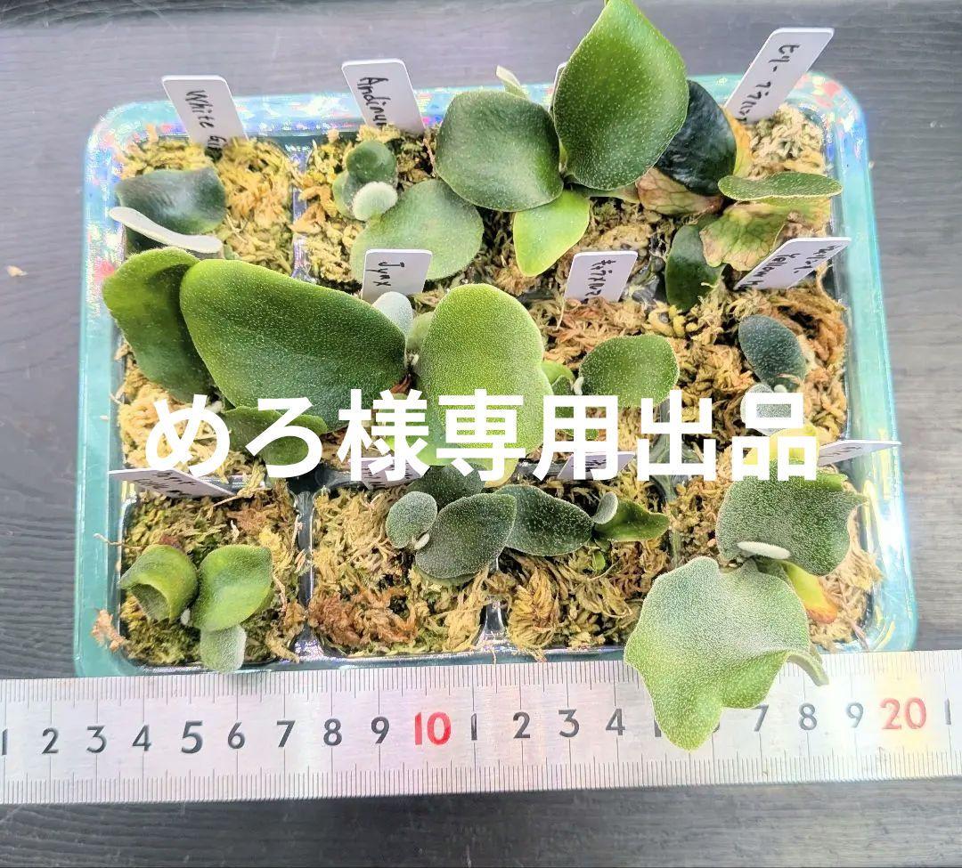 ビカクシダ、育苗トレー入り12個セット②、D2セットめろ