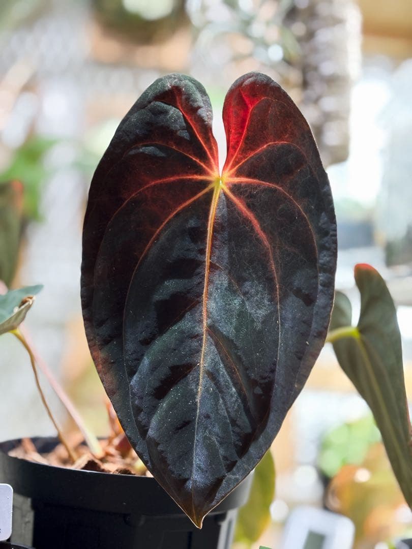 その他観葉植物 Anthurium papillilaminum アンスリウム パピリラミナム Anthurium Papillilaminum : サイエンス