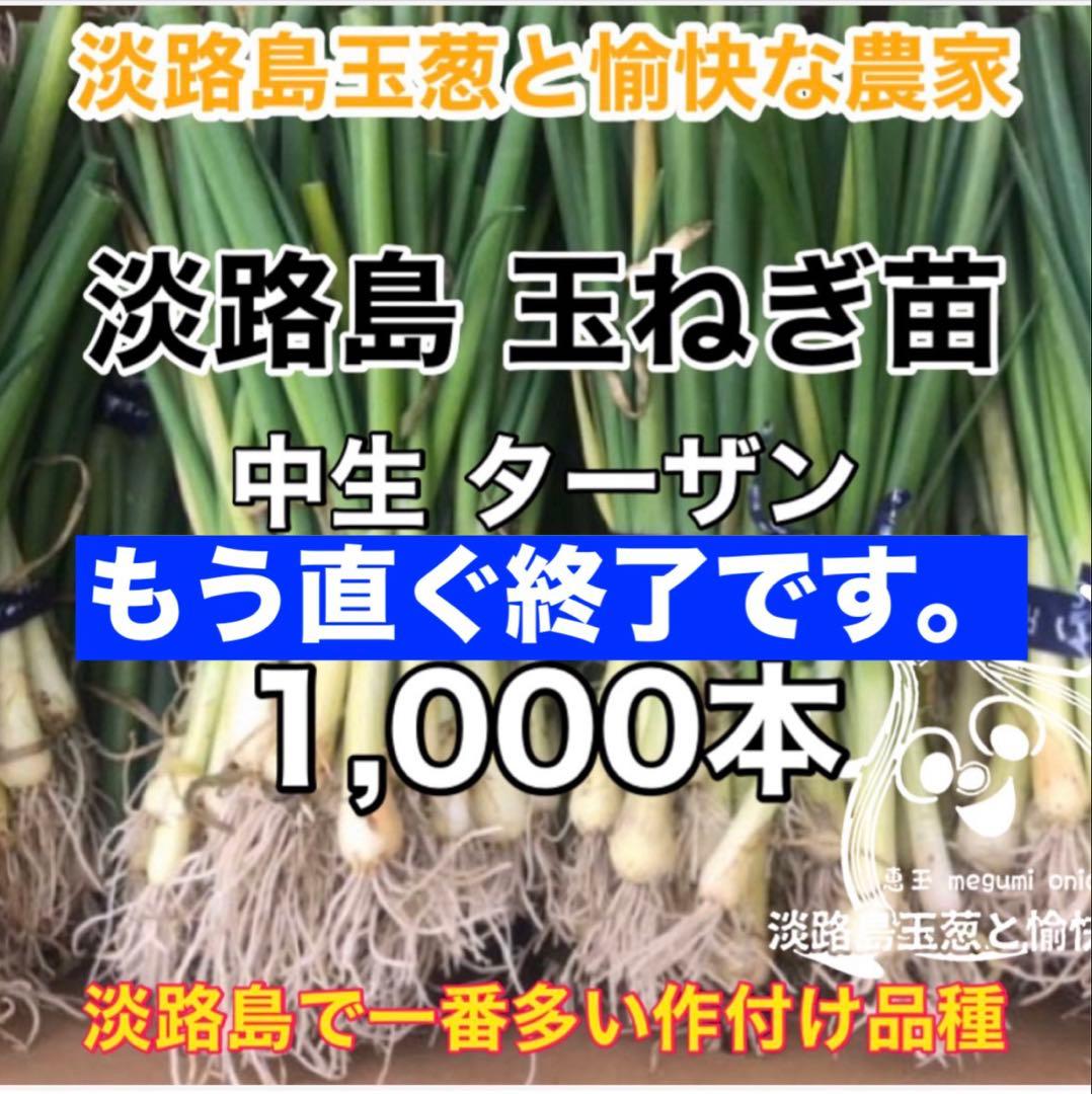 ＜もう直ぐ終了＞淡路島 玉ねぎ苗 ターザン 1,000本 たまねぎ苗 玉葱苗