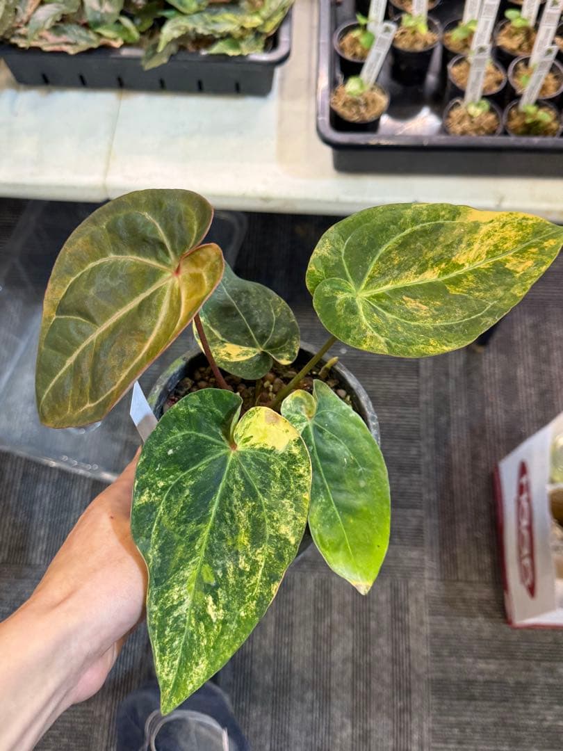 希少 アンスリウム (papi×cry var)× michelle 斑入り - メルカリ