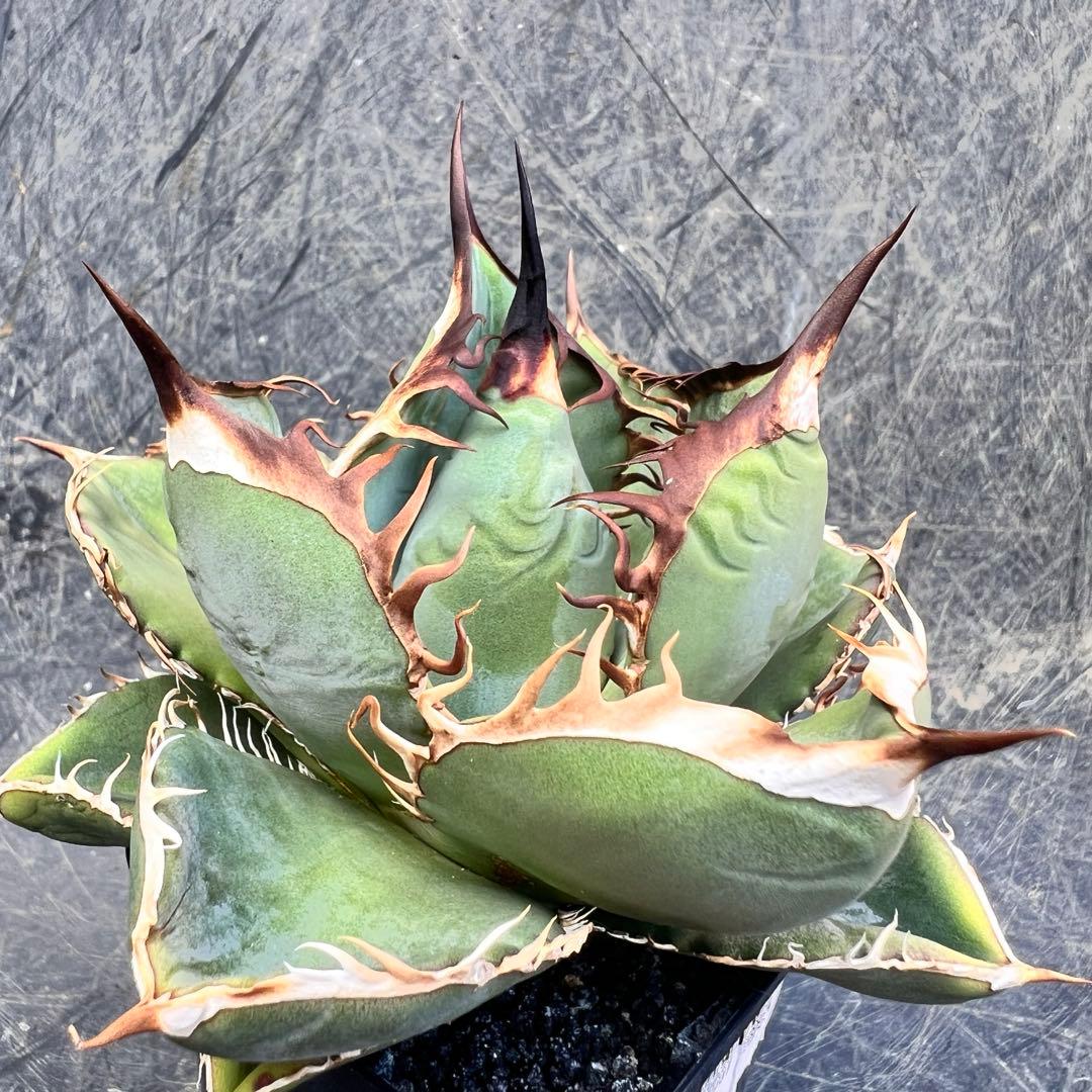 t*e様 アガベ　オテロイ実生　選抜株！！