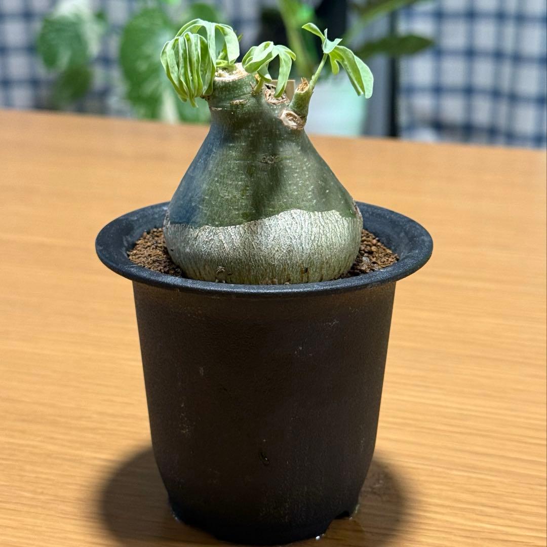アデニアグラウカ 幹幅6.0cm 実生 美しい樹形 塊根植物 コーデックス 楽天市場】多肉植物 sdアデニア グラウカ 実生 多肉植物 塊根植物