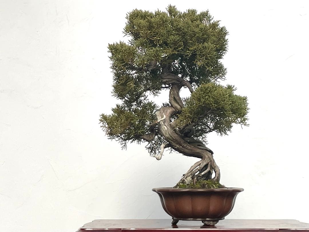 三河盆栽　シンパク　盆栽 楽天市場】盆栽 真柏 樹高 上下 約25cm しんぱく 高級盆栽 Juniperus