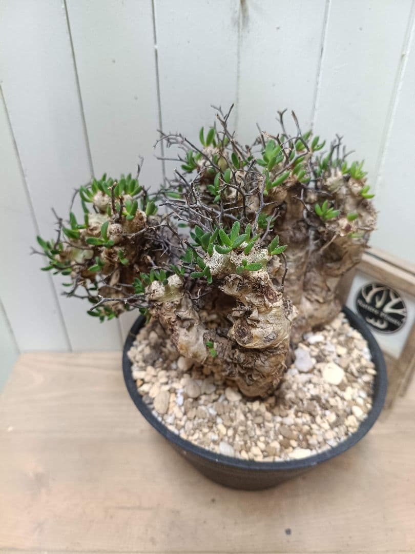 T068 発根済み 大株！！チレコドン レティキュラータス 万物想 現地球 チレコドン レティキュラーツス 