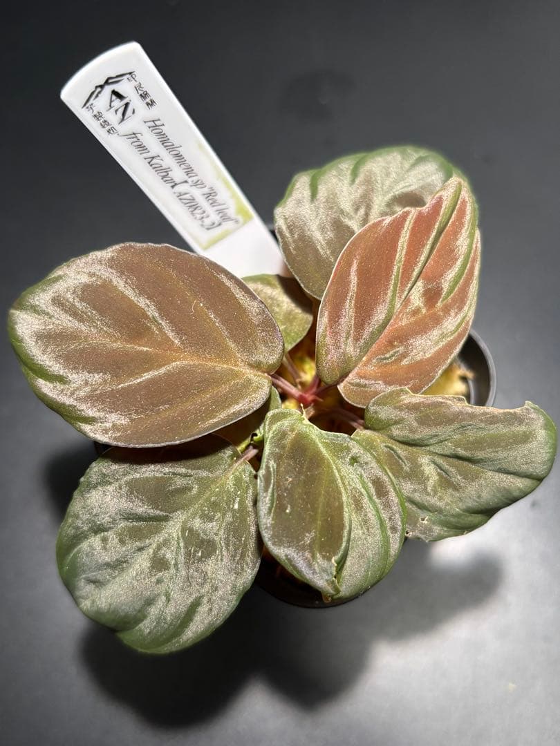 ホマロメナ sp. \