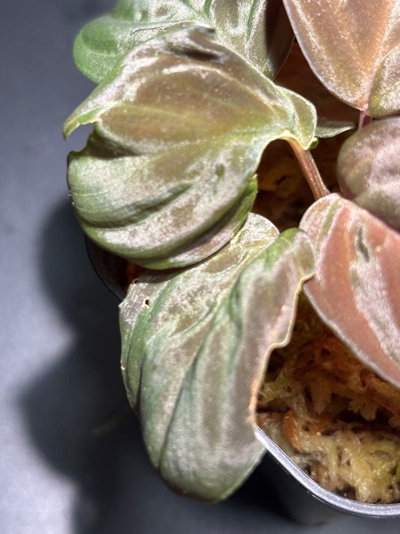 ホマロメナ sp. Red leaf AZタグ付きですの通販はau PAY マーケット