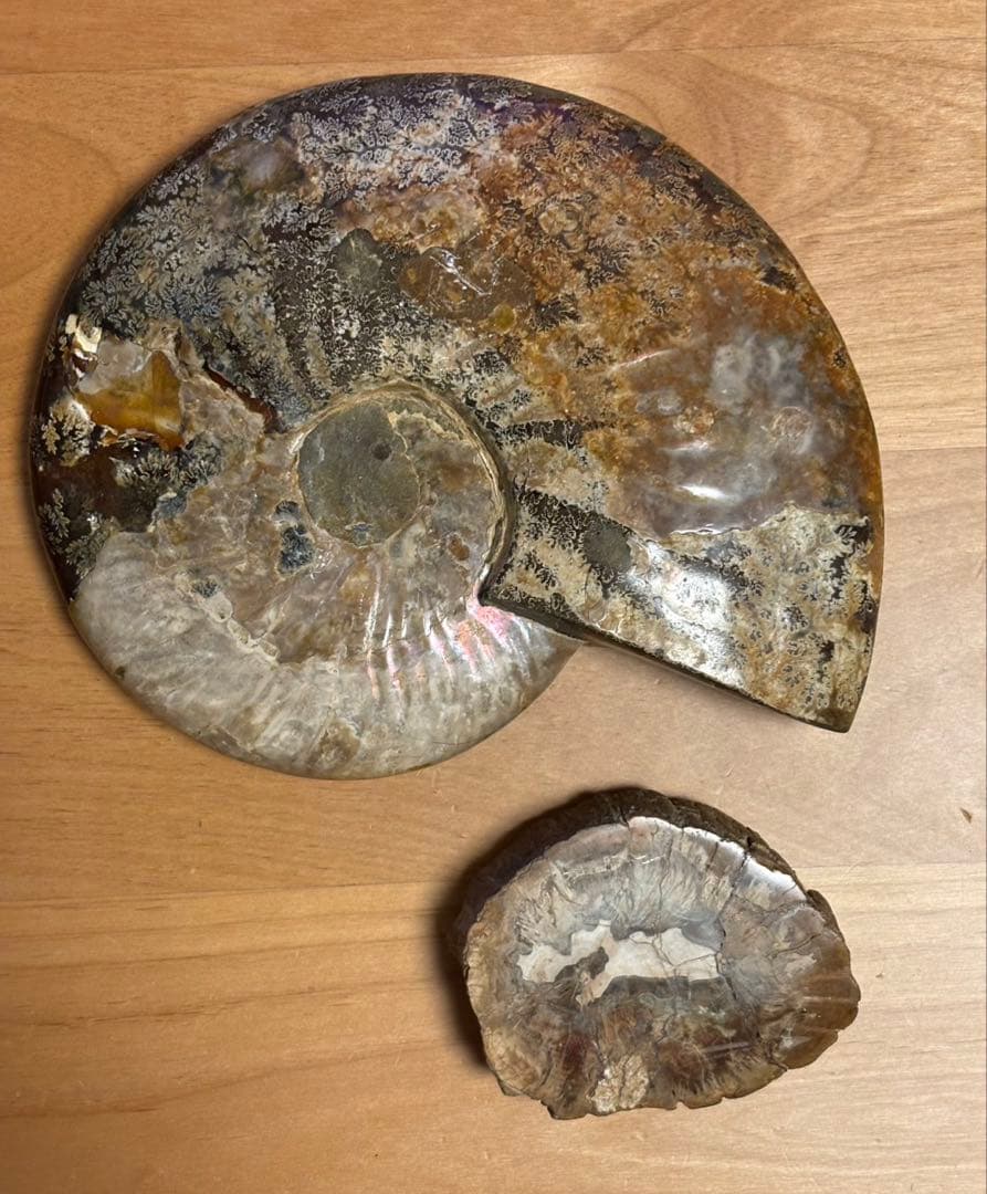 アンモナイト　珪化木　化石2個セット 楽天市場】化石発掘クリーニングセット パートII／中生代編 キット