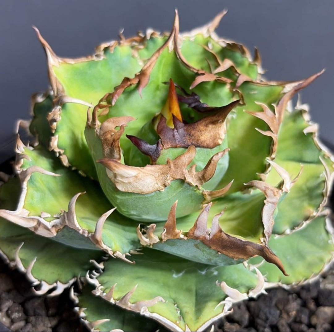 アガベチタノタ クラウン 皇冠 子株 - メルカリ