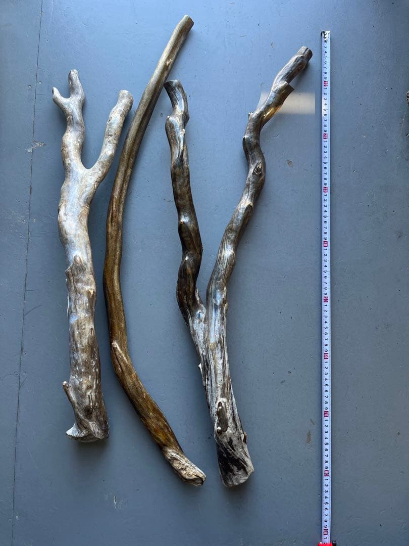 深海松　レインボーコーラル 根付け 深海松の値段と価格推移は？｜3件の売買データから深海松の価値が