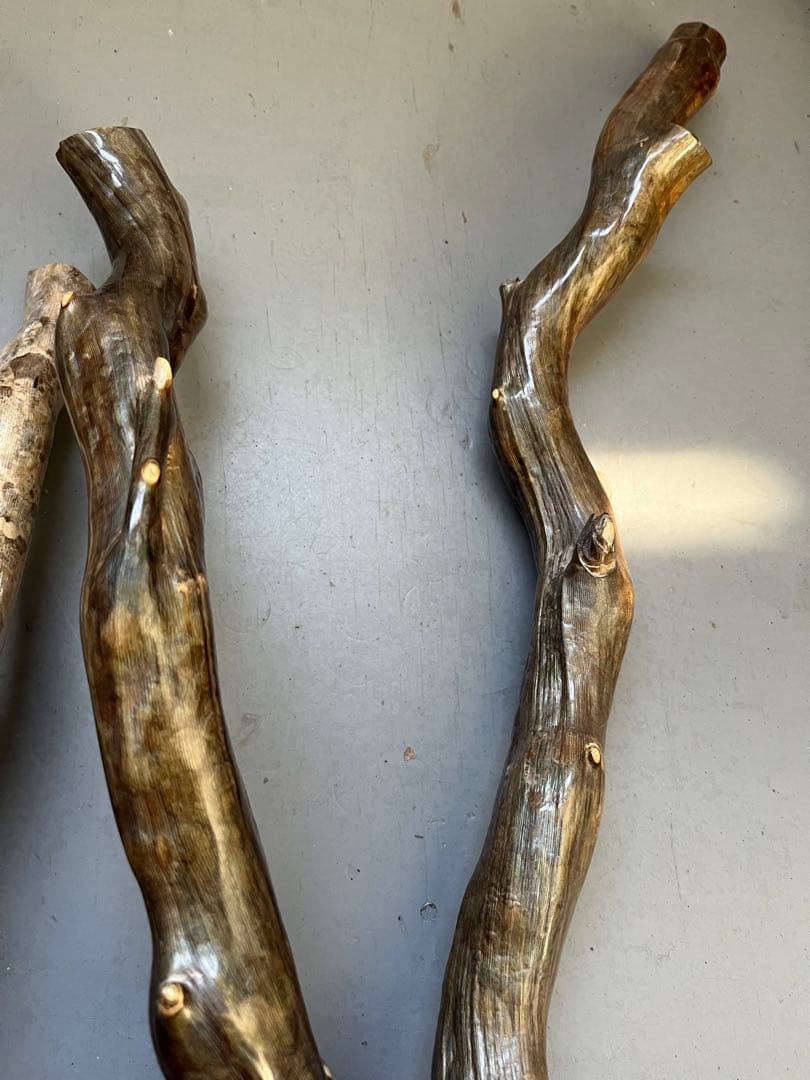 深海松 レインボーコーラル 根付け