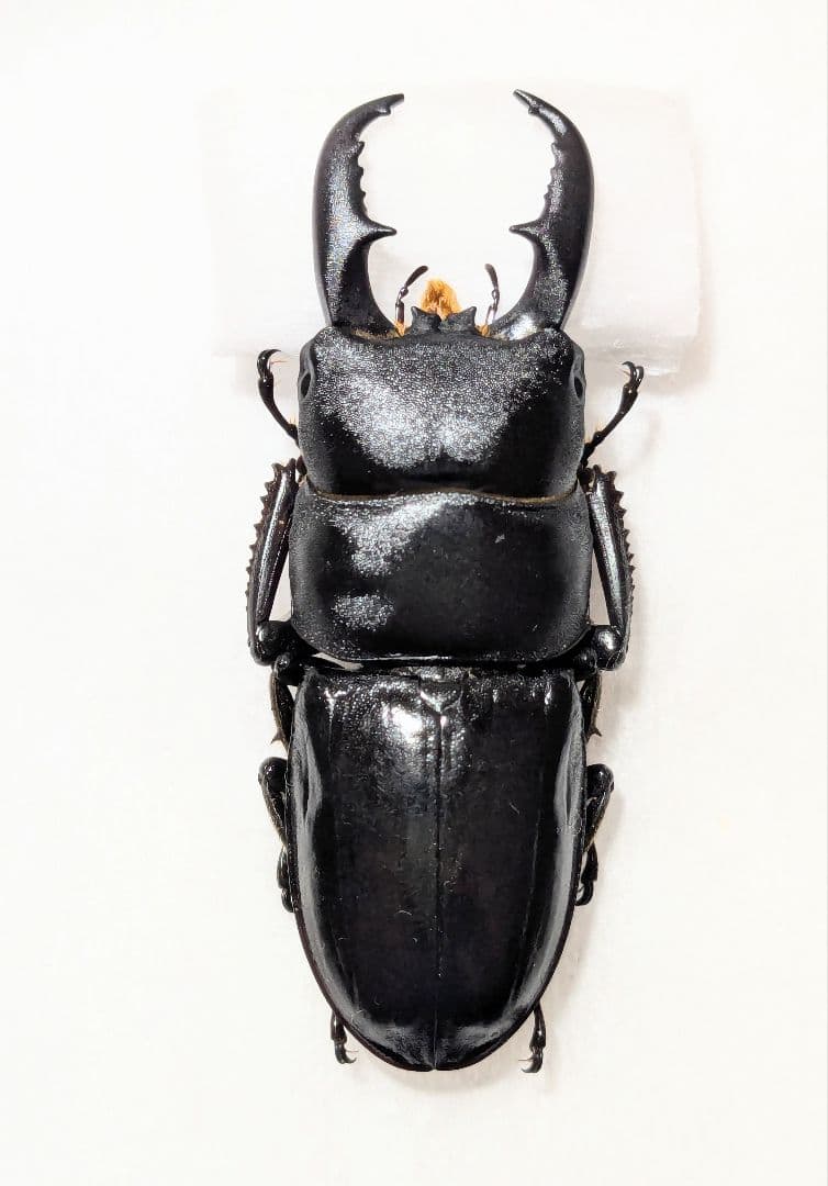 八丈　ハチジョウヒラタ ハチジョウヒラタ飼育記録feat.2024八丈島採集｜SORA