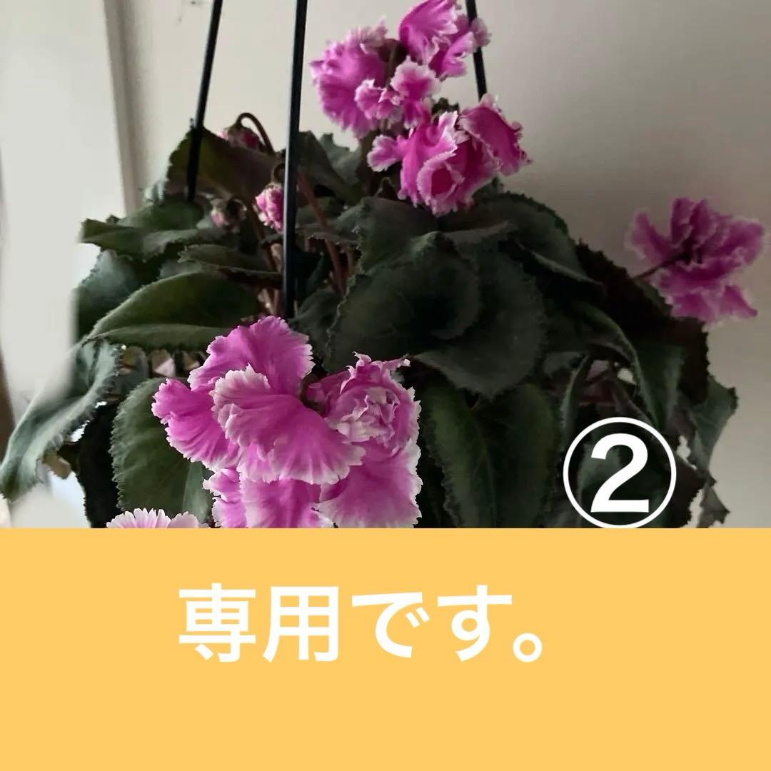 【専用】見上げたくなるシクラメン　フローエル しだれシクラメン　5号鉢①、② 再販 林園芸さん シクラメン「フローエル」5号鉢 枝垂れる花が美しい