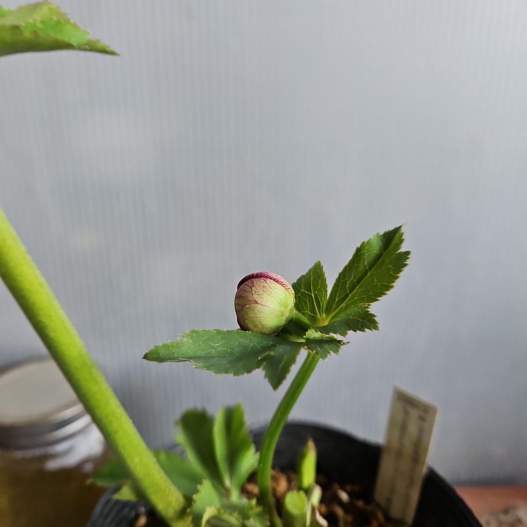 ごまたまご様お取り置き苗㉖-596クリスマスローズ - メルカリ