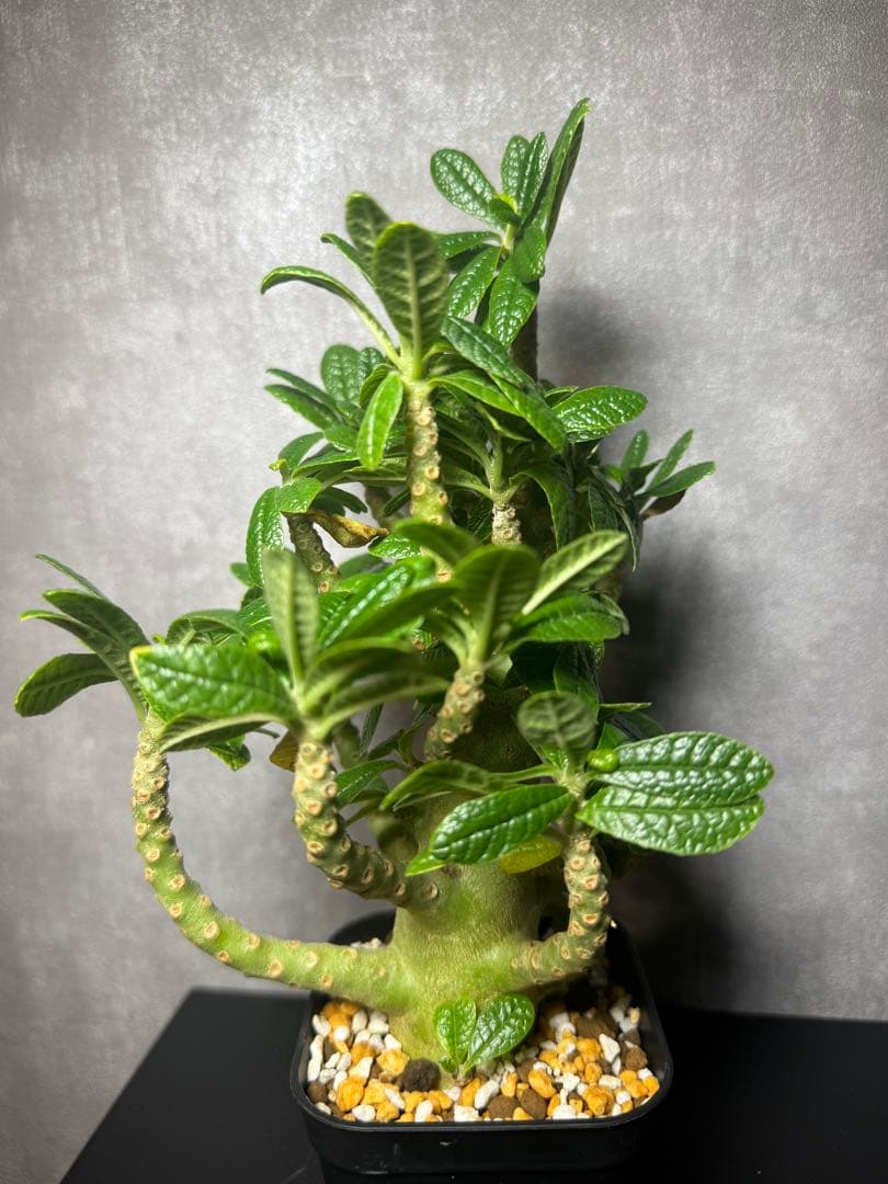 ドロステニア　ギガス　レア種　極美株 ドルステニア ギガス 沖縄実生 | mana's farm:塊根植物・アガベ