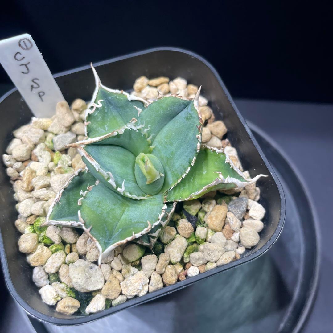 アガベ チタノタ ホオジロザメ 大白鯊 CJスペシャル ① - メルカリ