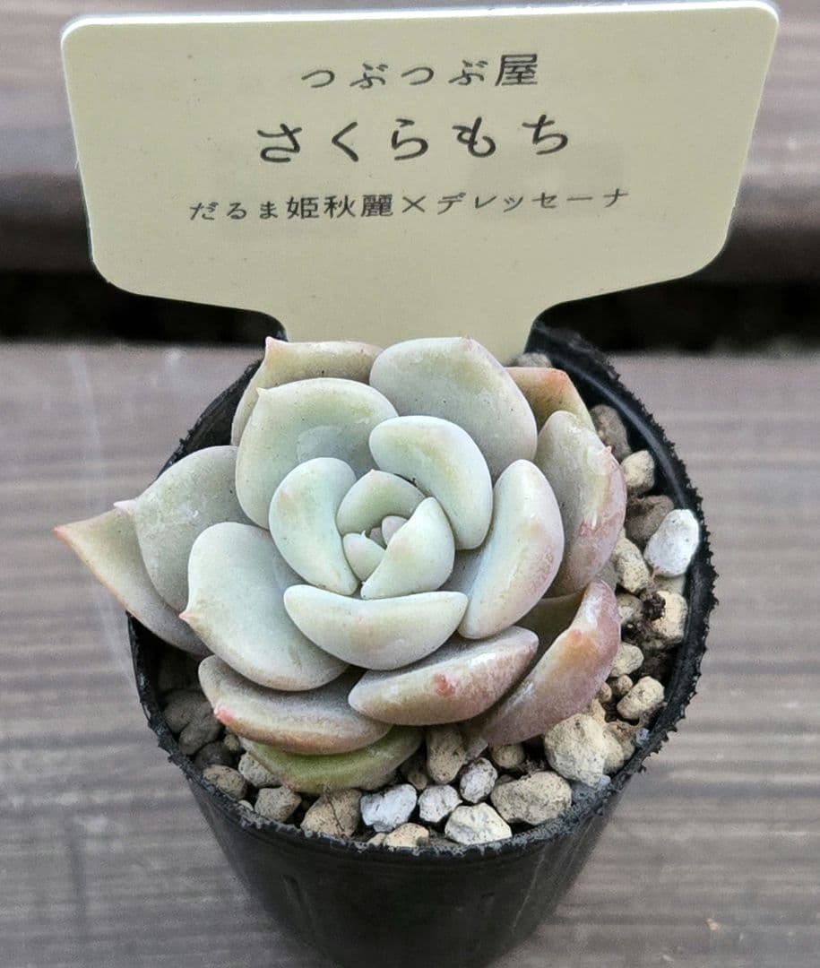 ①多肉植物 セダム つぶつぶ屋 ☆さくらもち☆ 抜き苗 - メルカリ