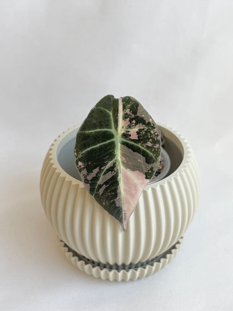 その他観葉植物 Alocasia Black Velvet Pink Variegated