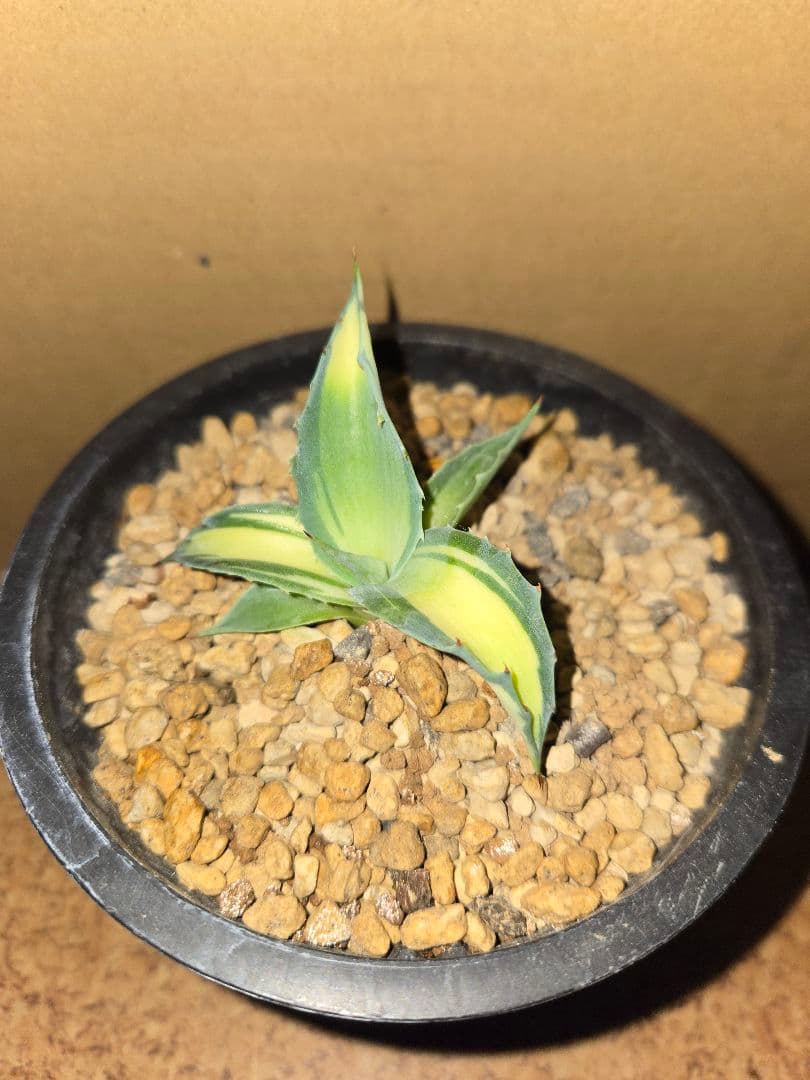 アガベ オバティフォリア アウェイクニングエンジェル - メルカリ