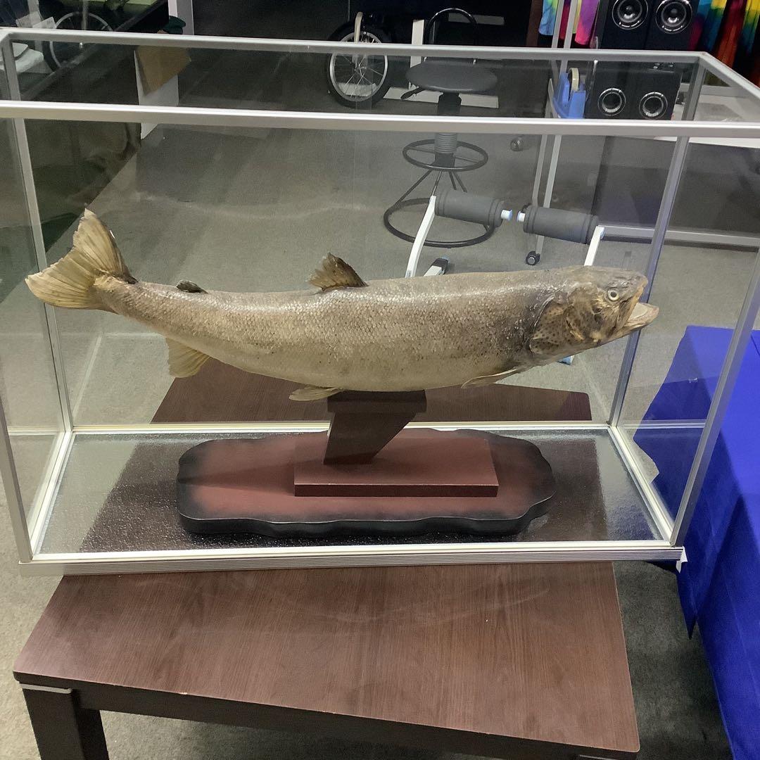 イトウ 剥製 魚類 標本 木製スタンド・ショーケース付き - メルカリ