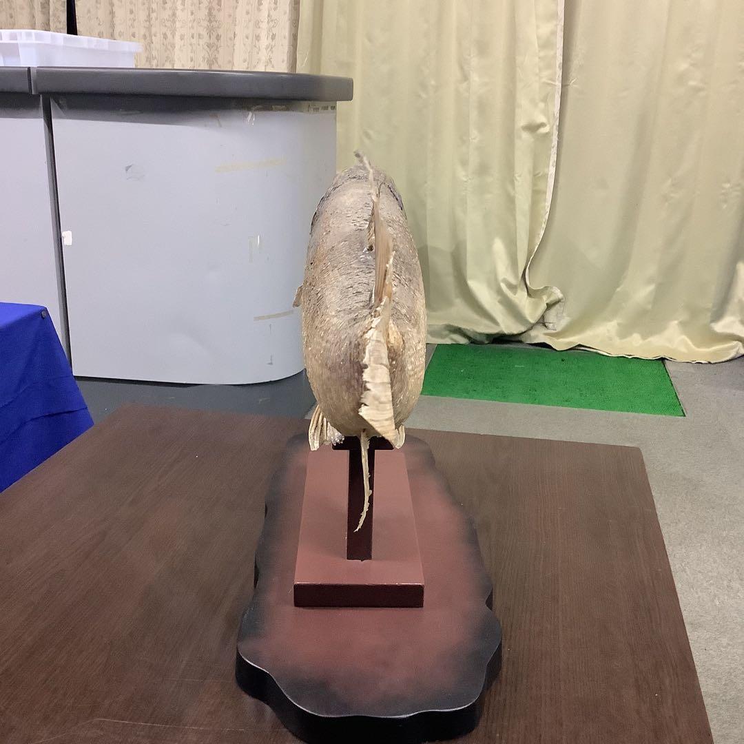 イトウ 剥製 魚類 標本 木製スタンド・ショーケース付き - メルカリ