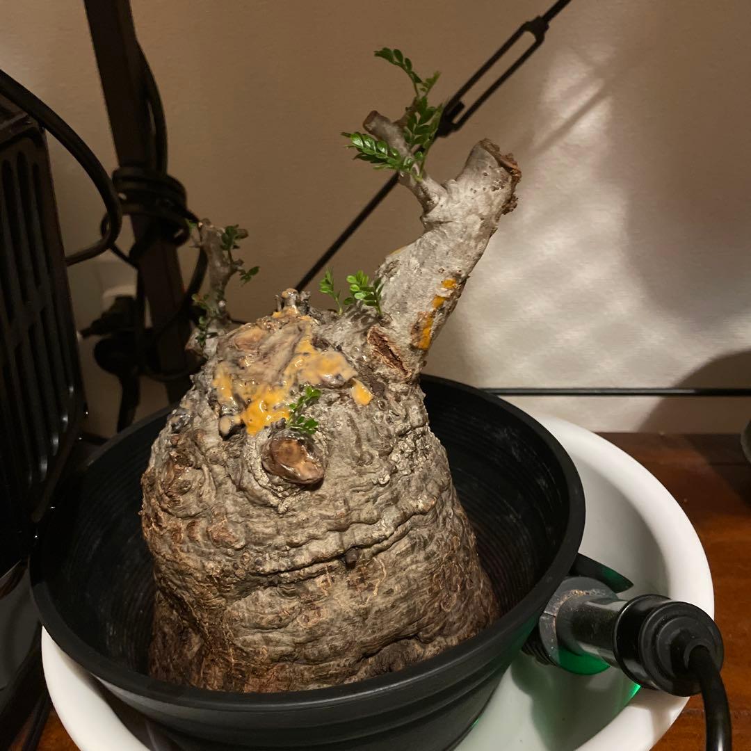 か*ア様 塊根植物 パキプス　発根管理中