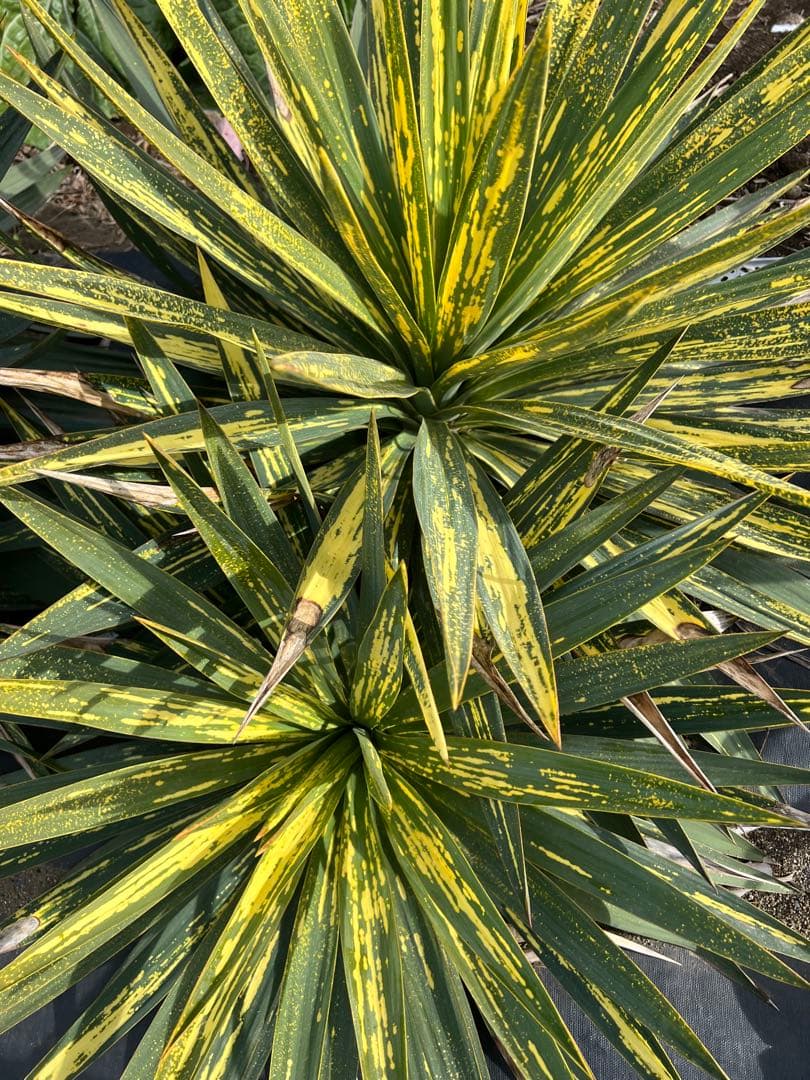 ニイサン専用 日産・フェアレディZ専用マウント | カー用品のセイワ