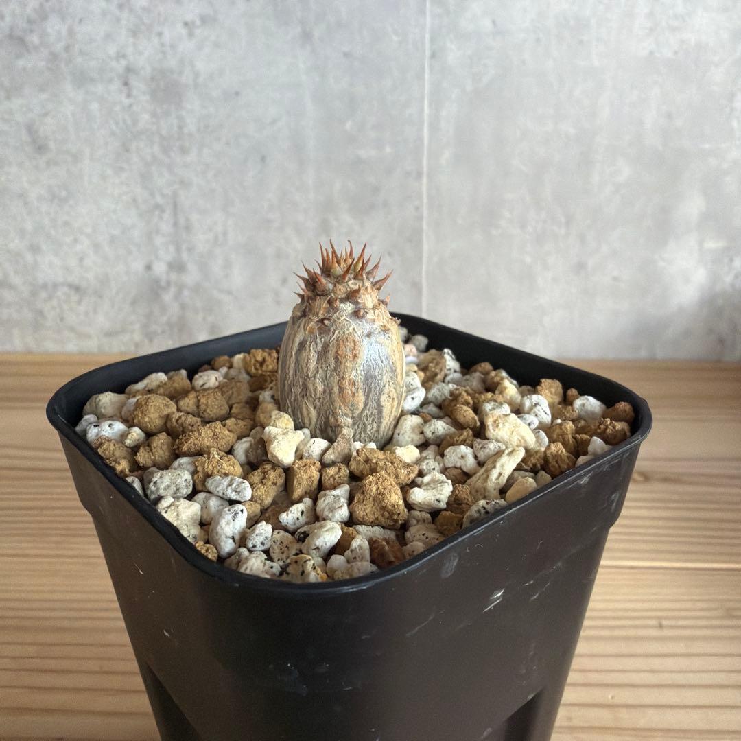 パキポディウムウィンゾリー 国内実生株 - メルカリ