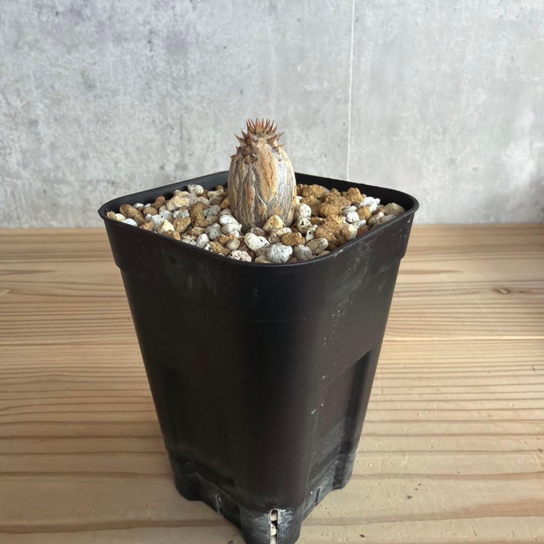 パキポディウムウィンゾリー 国内実生株 - メルカリ