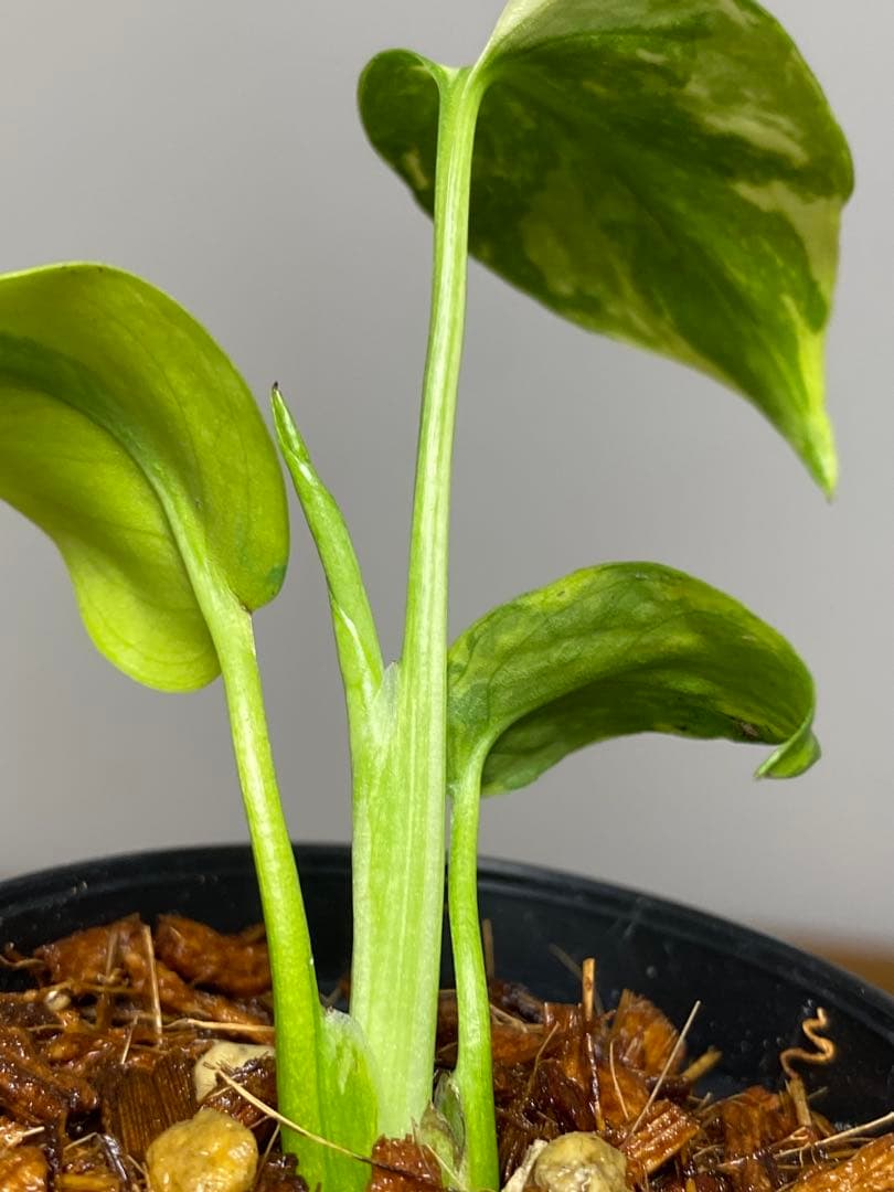 専用画面 【超美株✨超希少‼️】モンステラ エレクトロライト 斑入り