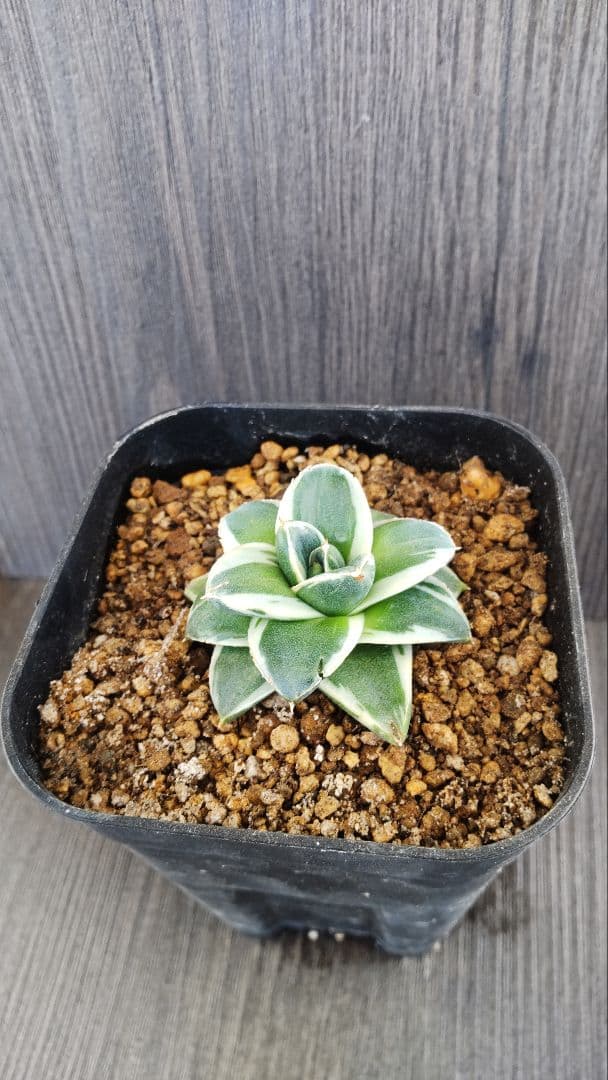 アガベピンキー② 王妃笹の雪A型 白覆輪