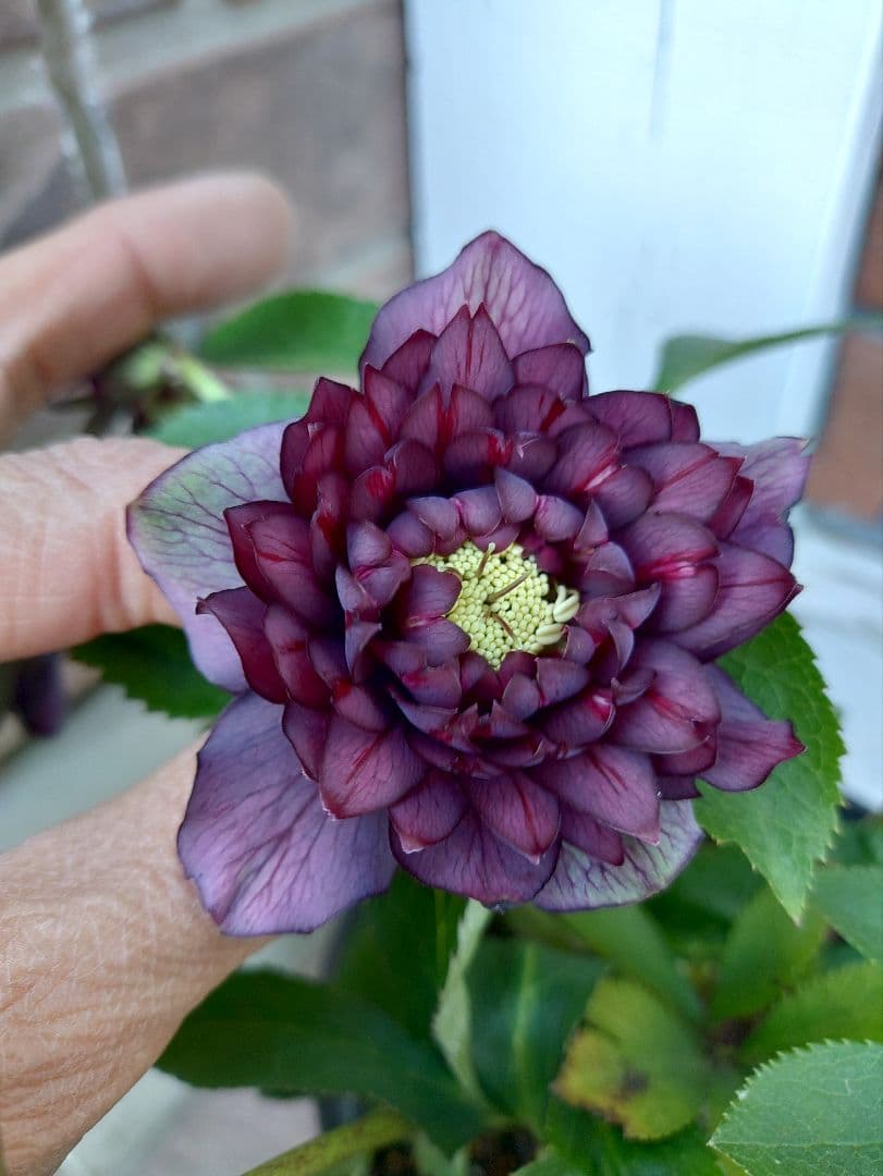 サ*ト様 クリスマスローズ　クレオパトラ系　広瀬園芸　５号鉢 広瀬園芸さんのクリスマスローズ クレオパトラ ダーククレオパトラ