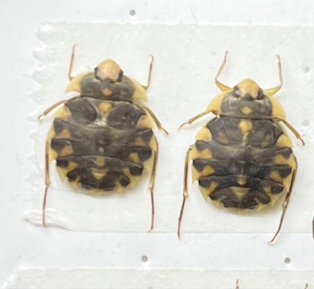 つなし トゲナベブタムシ 4匹 標本
