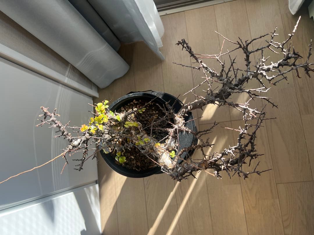 【発根済】コミフォラ エイル　灌木 塊根 新着】Commiphora Eyl【最高の灌木 ・コンパクトなサイズ感