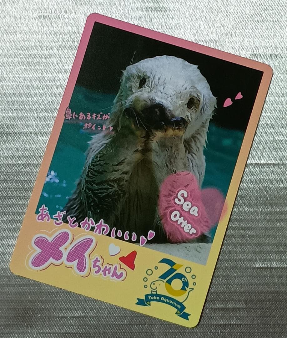 鳥羽水族館 コレクションカード ラッコ メイちゃん - メルカリ