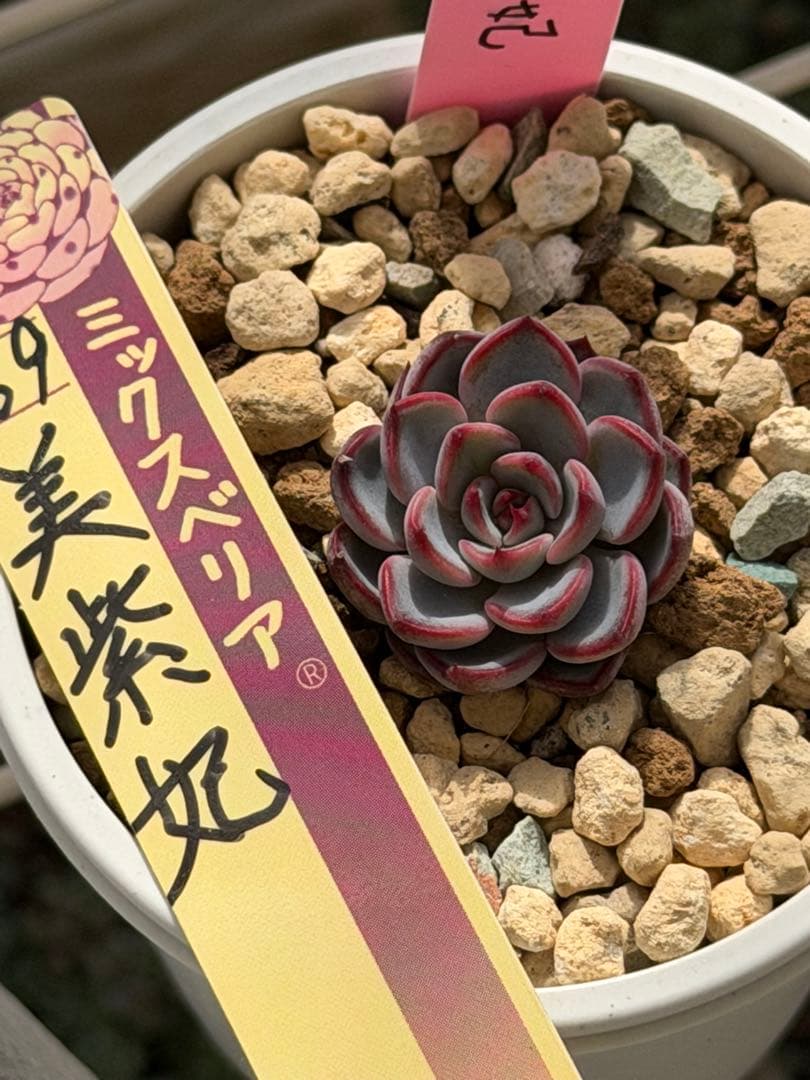 多肉植物 美紫妃 おらいさん苗 - メルカリ