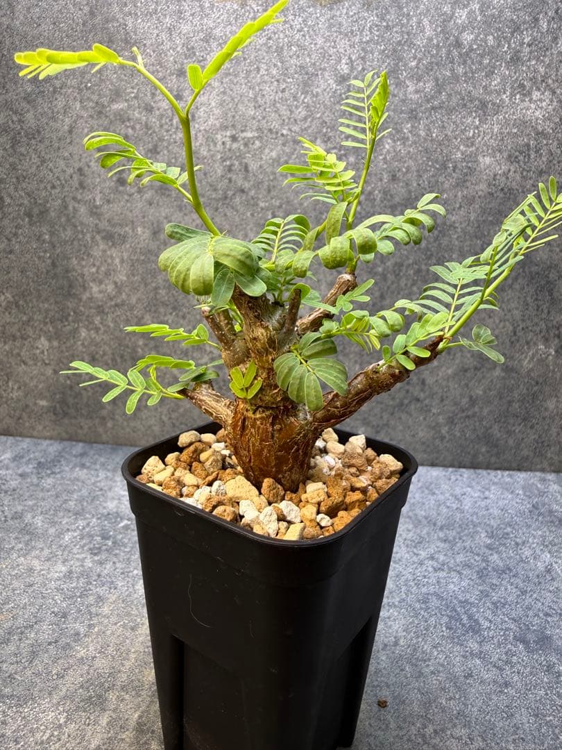 センナ メリディオナリス 海外実生 発根済み 490 - メルカリ