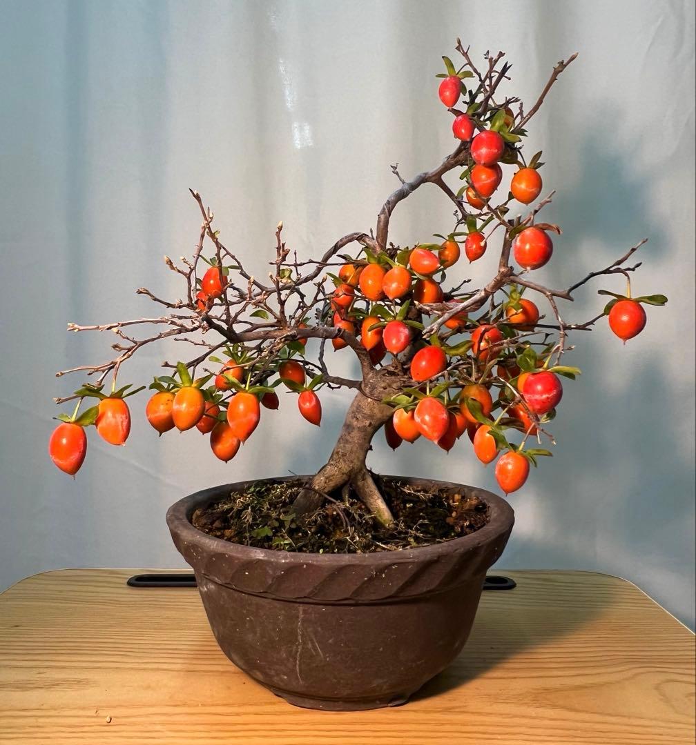 老爺柿　四季成