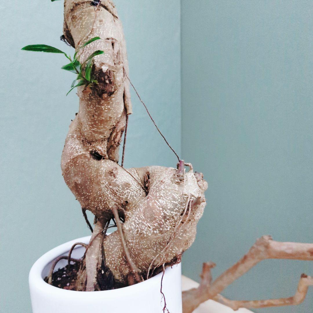 希少！ 太幹 曲がり 昇り龍ガジュマル 根上りガジュマル７号