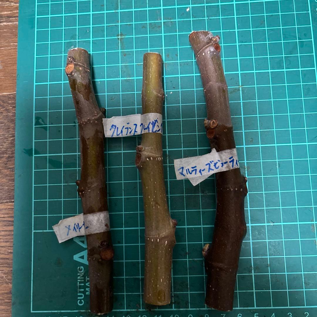 イチジク穂木 3品種3本 B - メルカリ