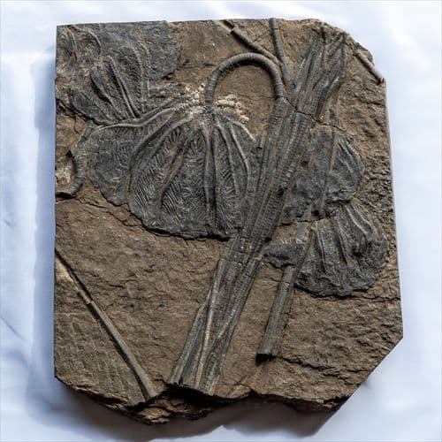 極上 ウミユリ トラウマトクリヌス 化石 本物 貴州省産 46cm um1 極上 ウミユリ トラウマトクリヌス 化石 本物 貴州省産 46cmプレゼント