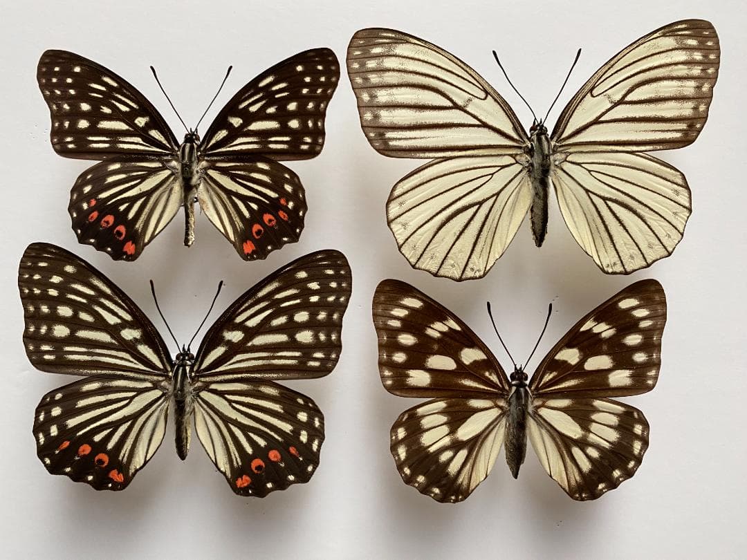 アカボシゴマダラ(大陸亜種)、ゴマダラチョウ4頭セット 蝶標本 - メルカリ