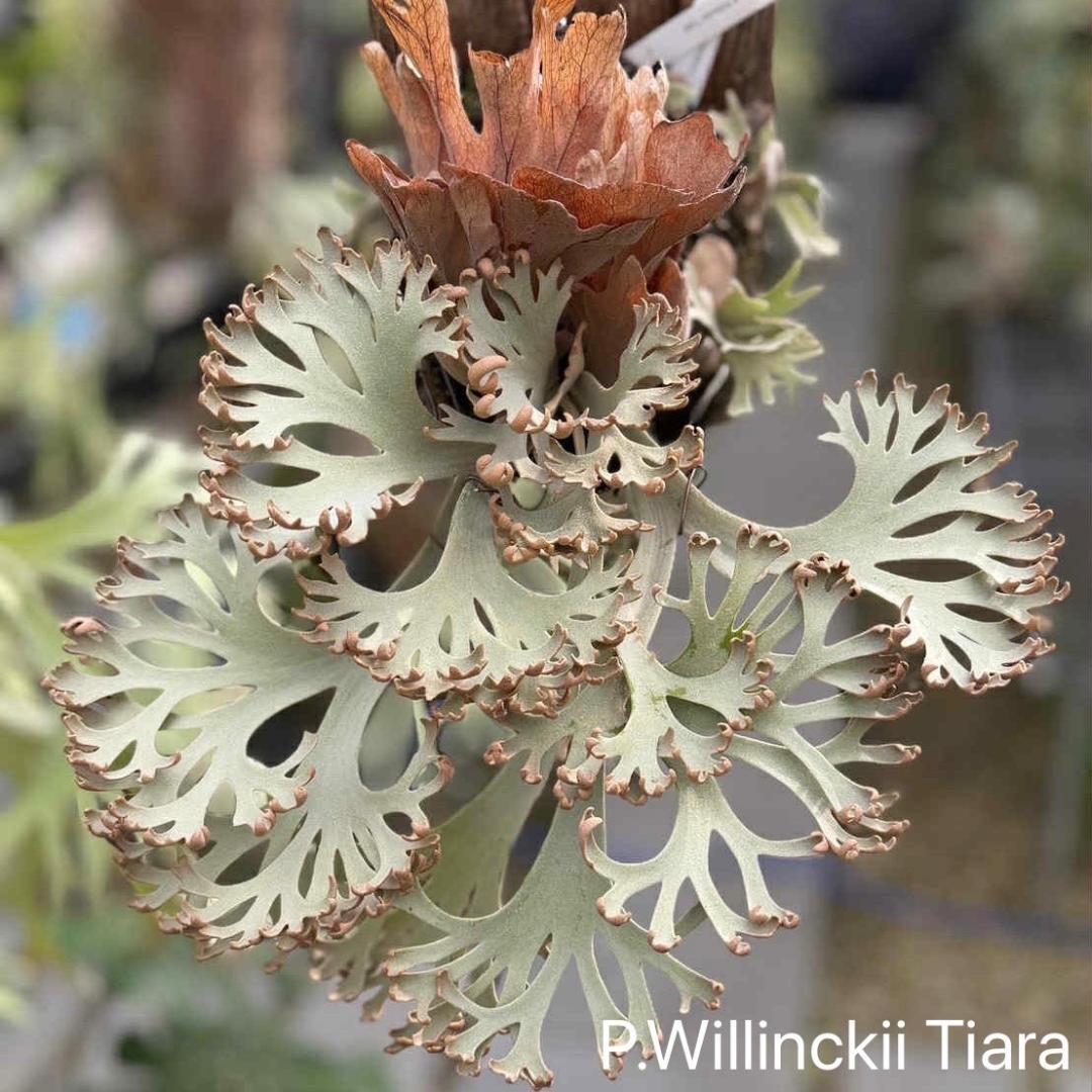 ビカクシダ P.Willinckii Tiara spore 01