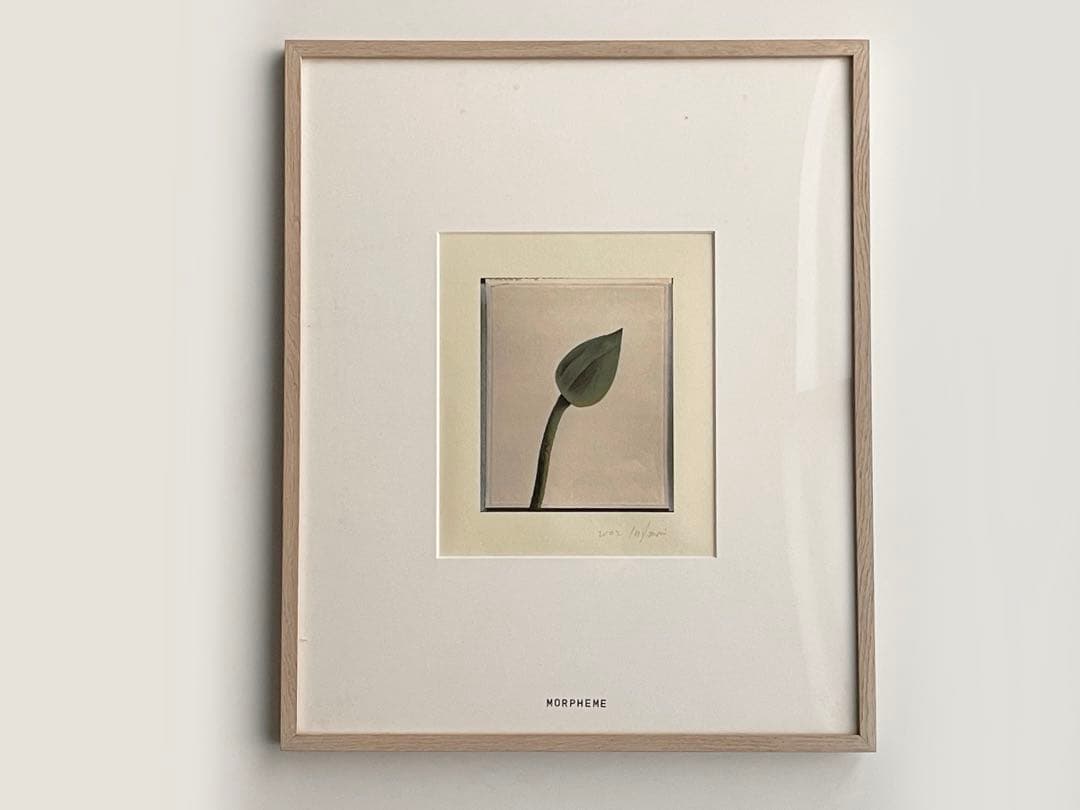 画家　作者不明　MORPHEME 2002 アート　額入　蕾　ボタニカルアート