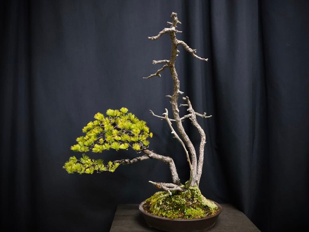 憲*様 フォロワー300人記念オークション五葉松 盆栽 天ジン　天シャリ　樹高4 Amazon.co.jp: 糸魚川真柏（捻転幹・ジン・シャリ）小品盆栽 【泰寿園