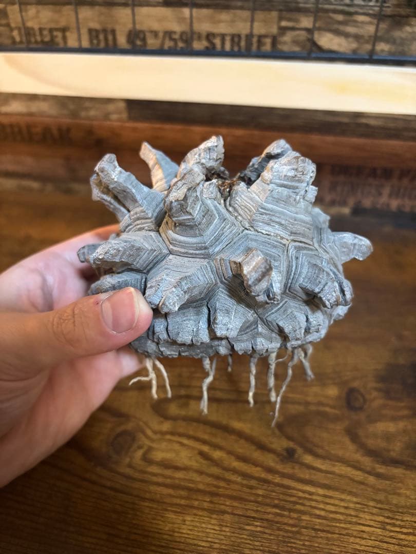 【訳あり】亀甲竜 長谷川産 実生8〜9年