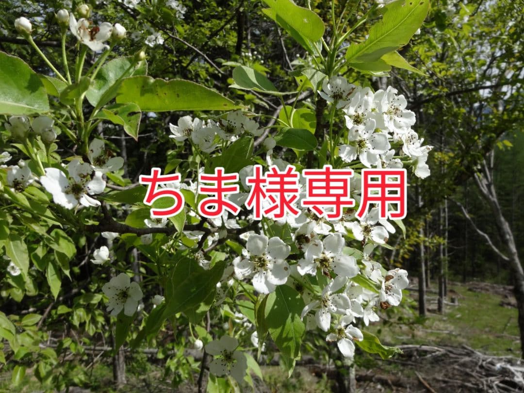 ちま品!!花貫ペグマタイト 地質調査研究報告 Vol.56 No.5/6 (2005)｜出版物とサービス｜産総研