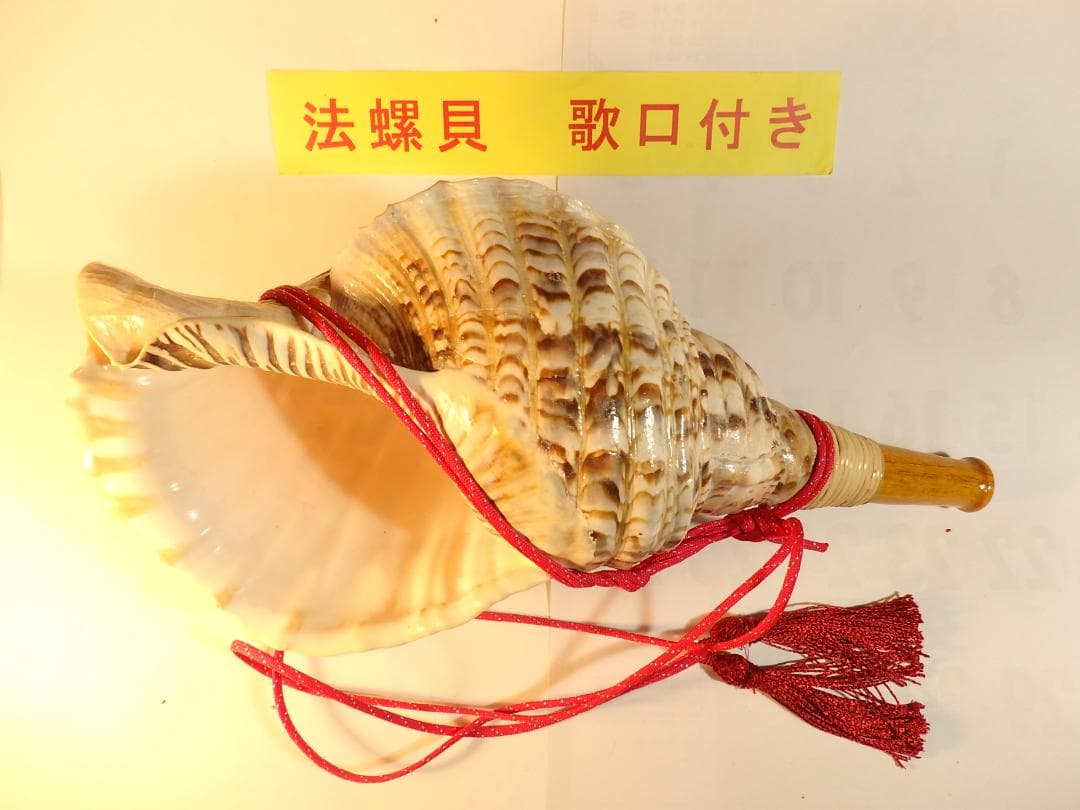 法螺貝 約41.5㎝ 木製歌口,赤紐付　新品　 MH-449