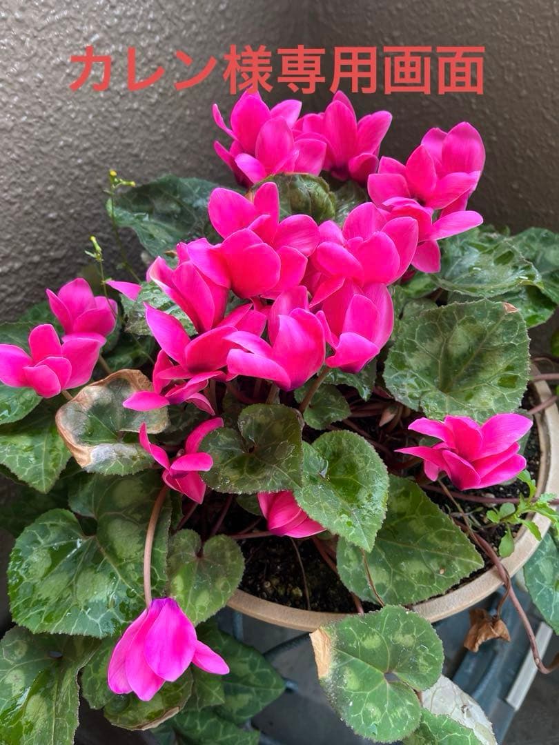 老舗昭和高級油煙古墨　蘭煙27g ×5本　状態良稀少！